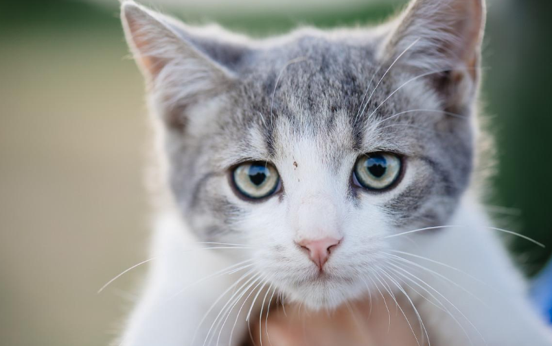 If your cat has these symptoms, may have feline infectious peritonitis