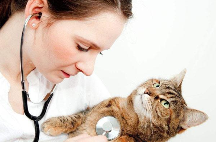 feline infectious peritonitis